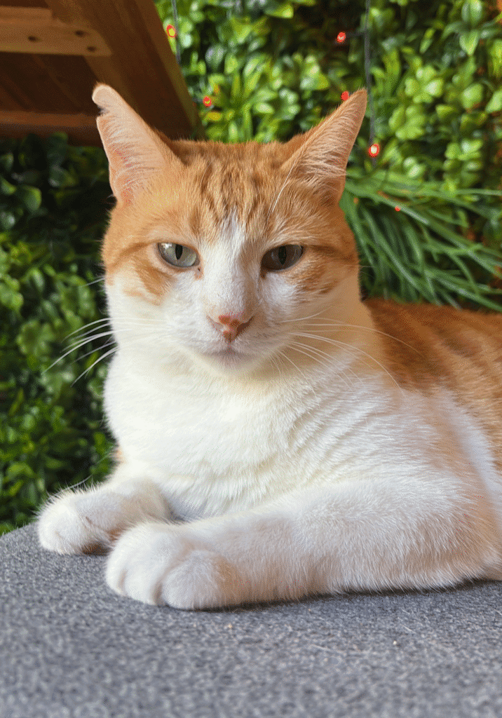 chat européen