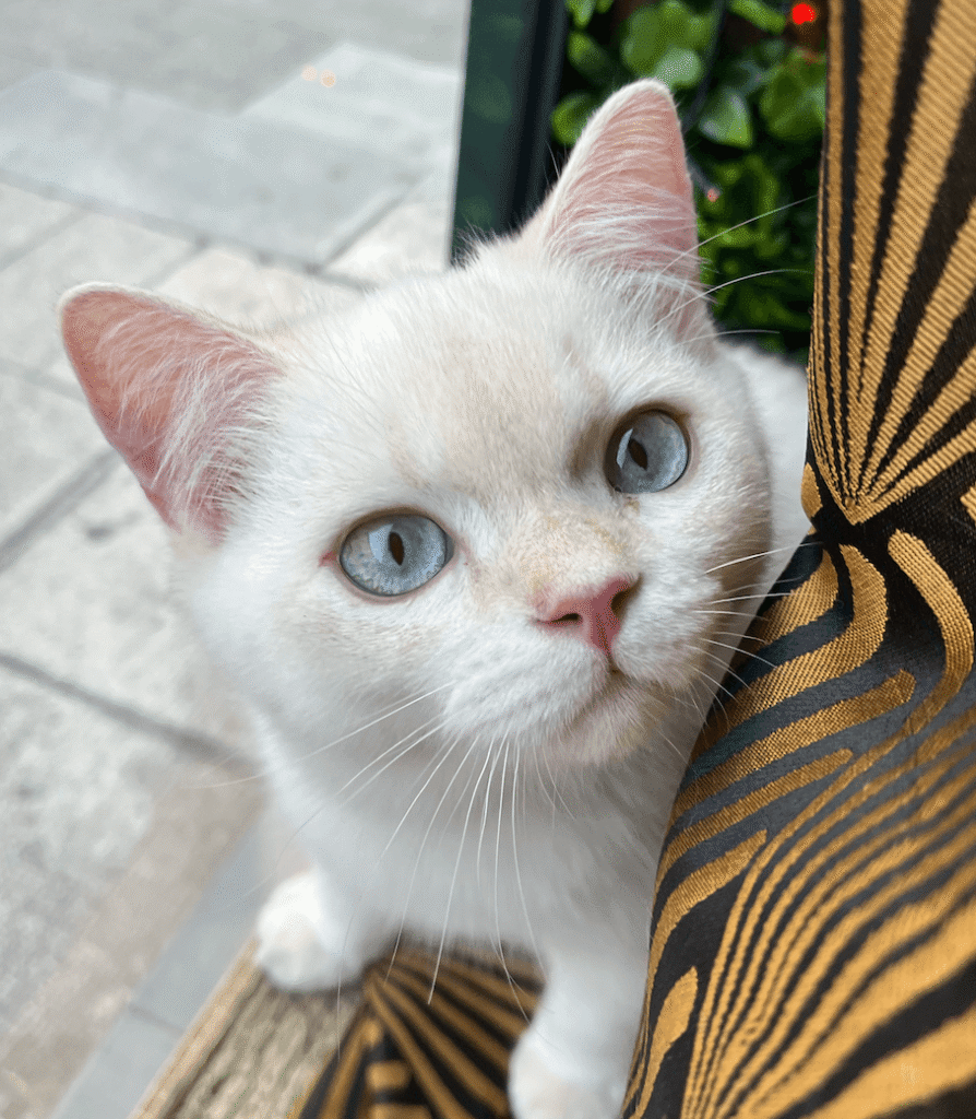 Chat British blanc